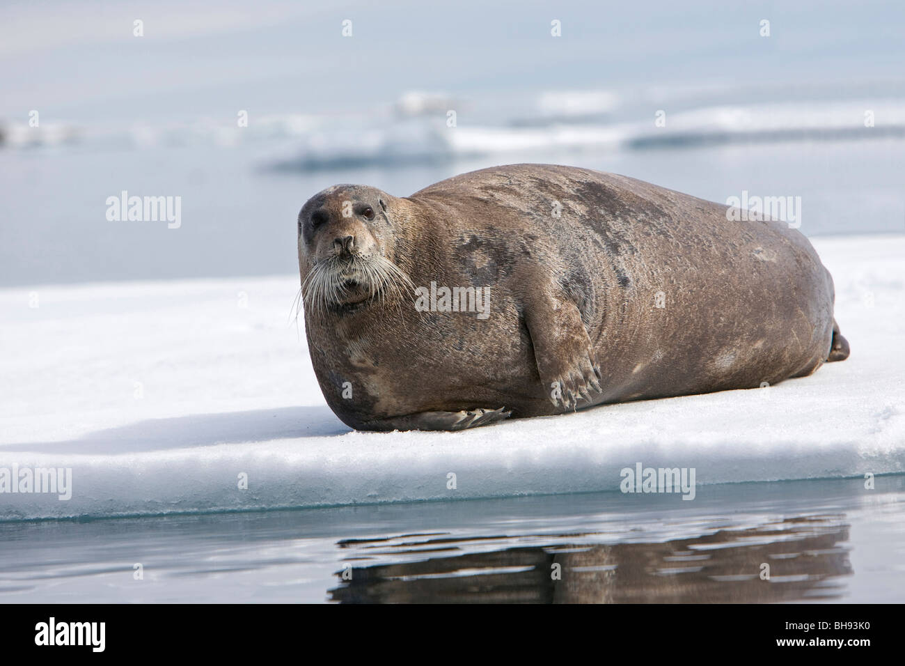 Dichtung, bärtigen Erignathus Barbatus, Spitzbergen, Svalbard-Archipel, Norwegen Stockfoto