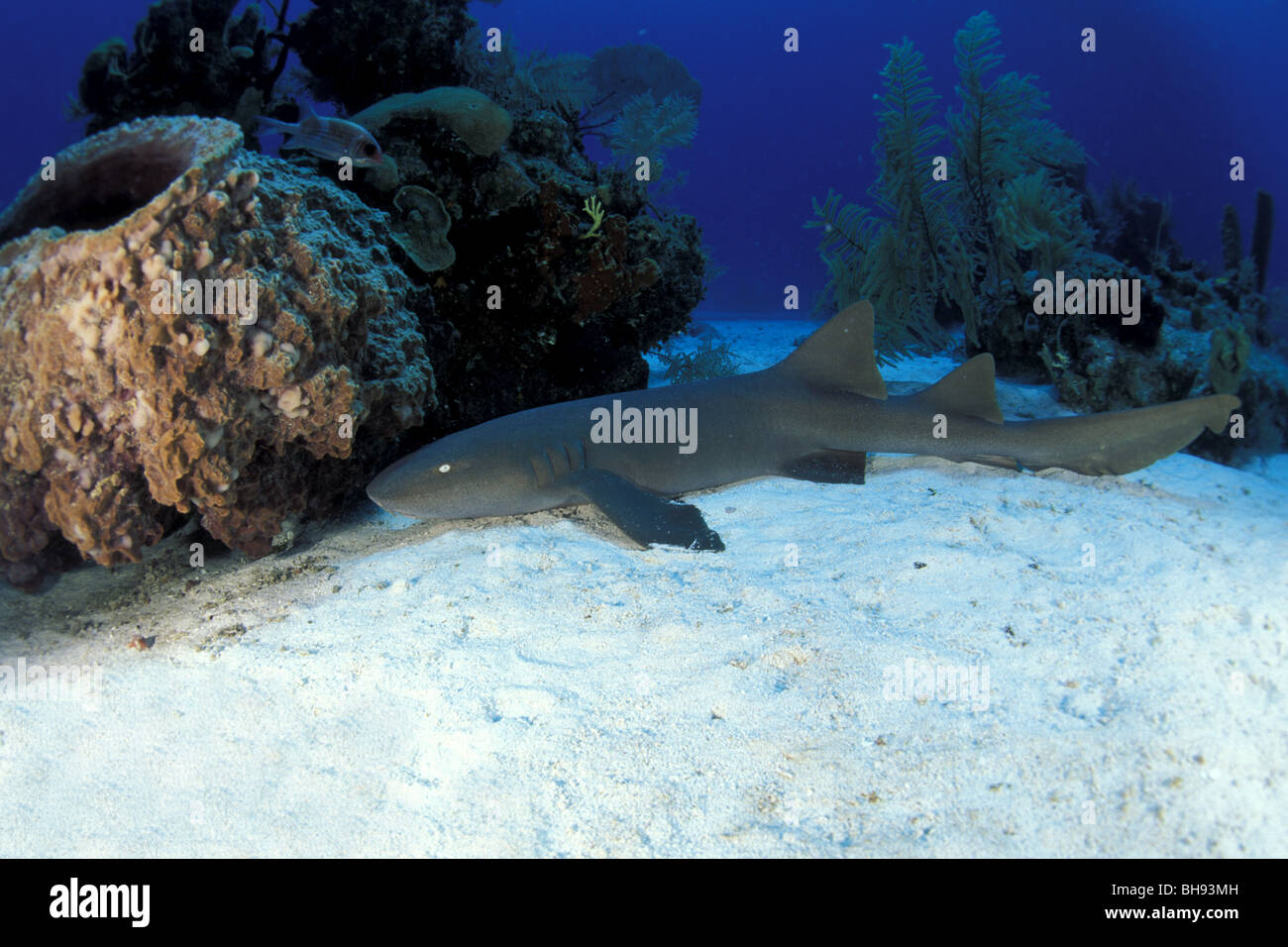 Atlantische Ammenhai, Ginglymostoma Cirratum, Karibik, Turks-und Caicosinseln Stockfoto