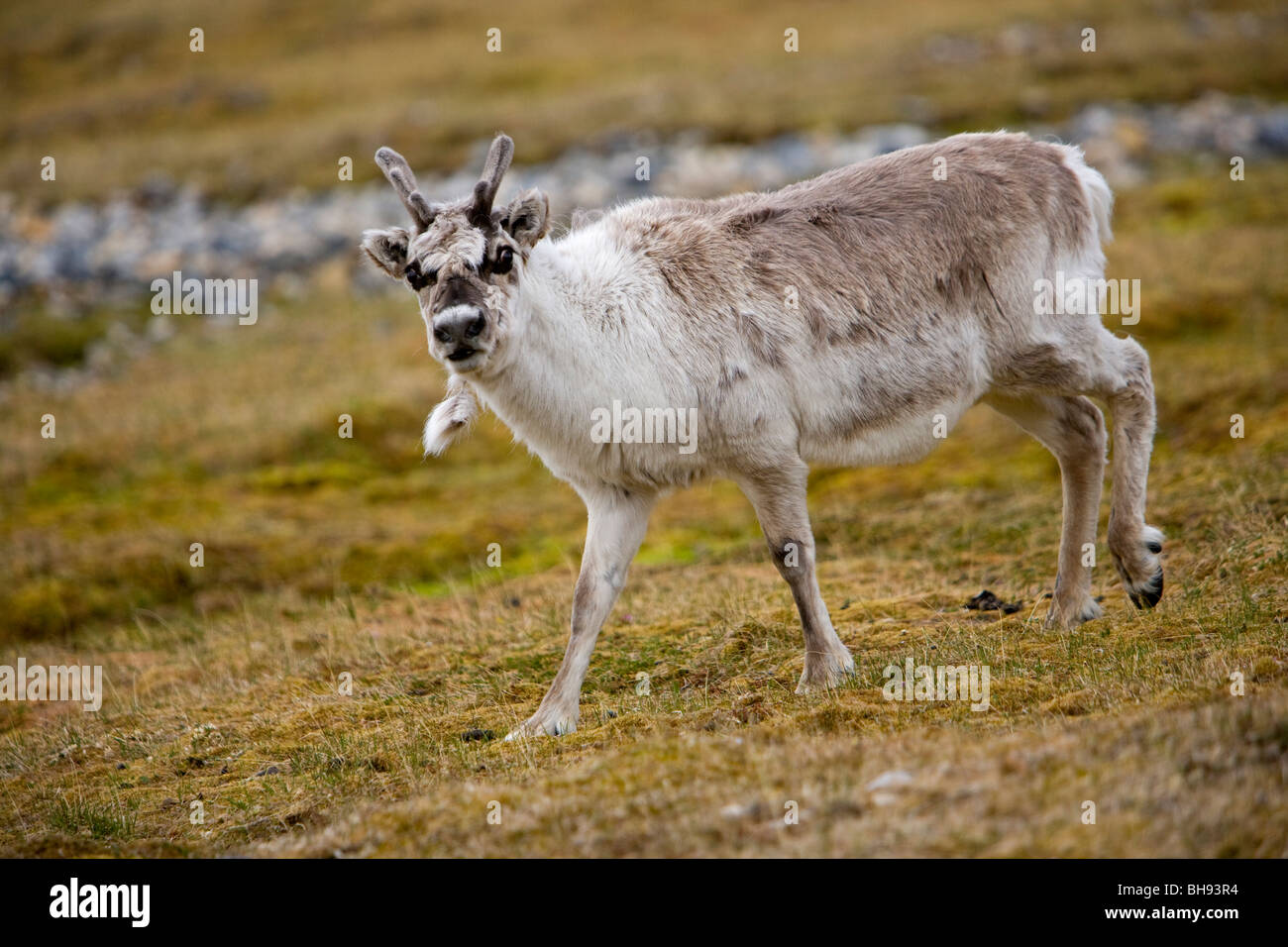 Svalbard-Rentiere, Rangifer Tarandus Platyrhynchus, Spitzbergen, Svalbard-Archipel, Norwegen Stockfoto