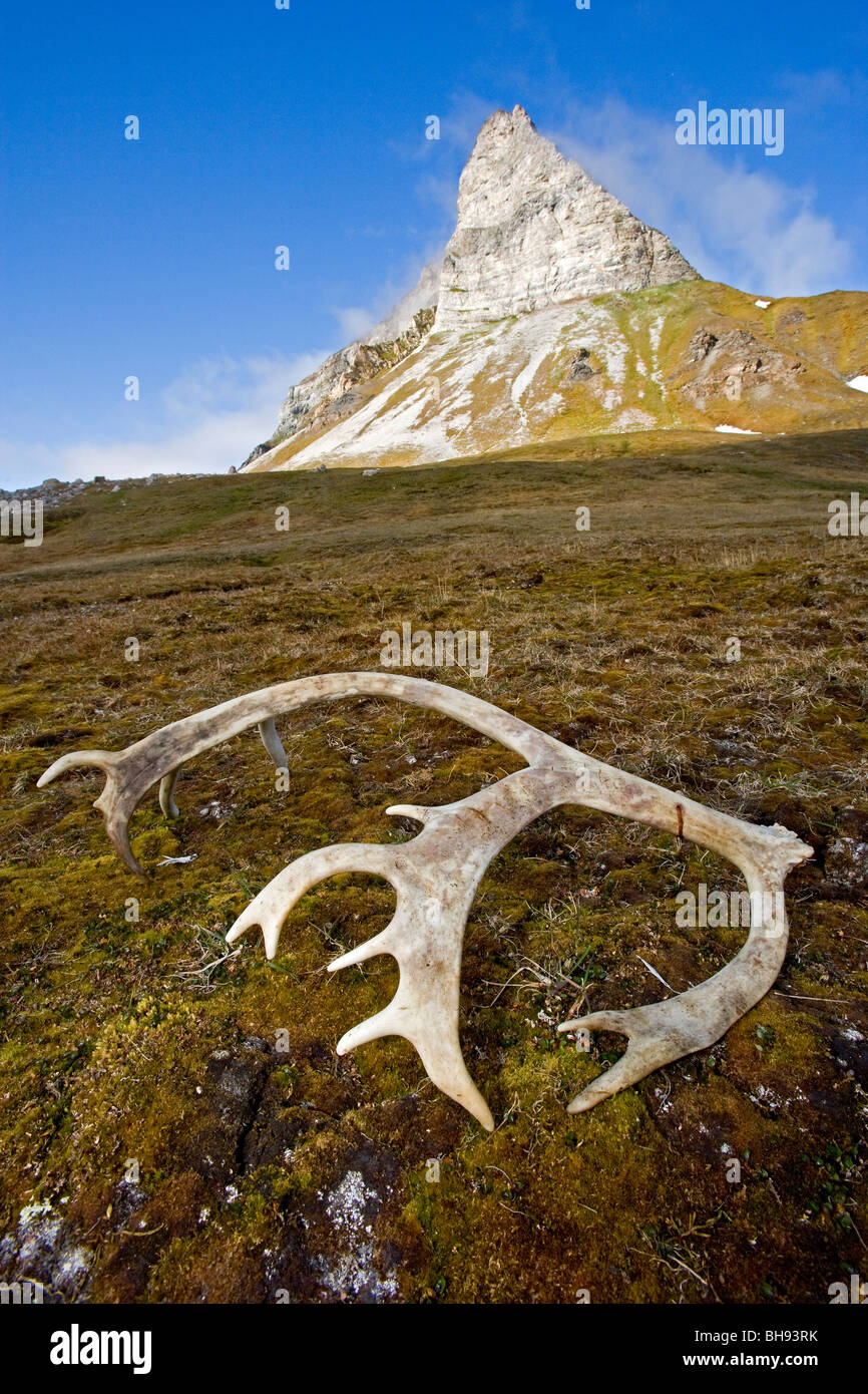 Geweih des Svalbard-Rentiere, Rangifer Tarandus Platyrhynchus, Alkhornet, Fjord Trygghamna, Svalbard-Archipel, Norwegen Stockfoto