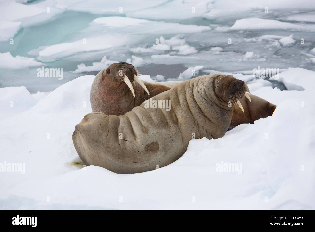 Zwei Walross, Odobenus Rosmarus, Spitzbergen, Svalbard-Archipel, Norwegen Stockfoto