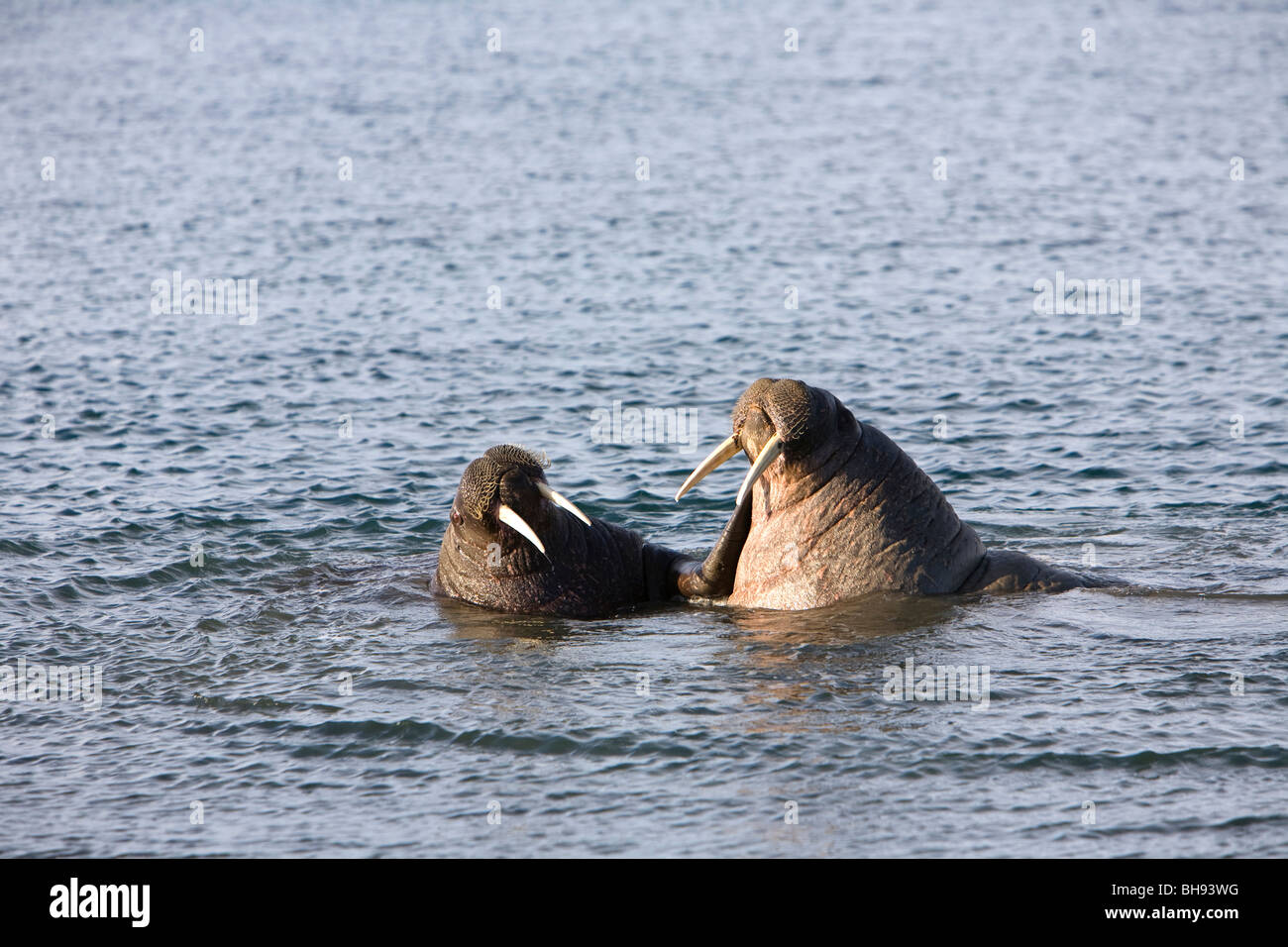 Schwimmen-Walross, Odobenus Rosmarus, Spitzbergen, Svalbard-Archipel, Norwegen Stockfoto