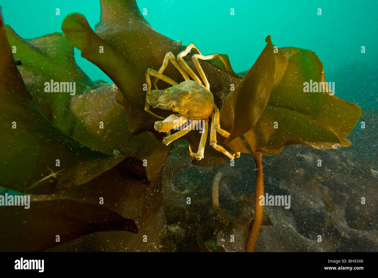 Seespinnen auf Kelp, mutet Araneus, Spitzbergen, Svalbard-Archipel, Norwegen Stockfoto