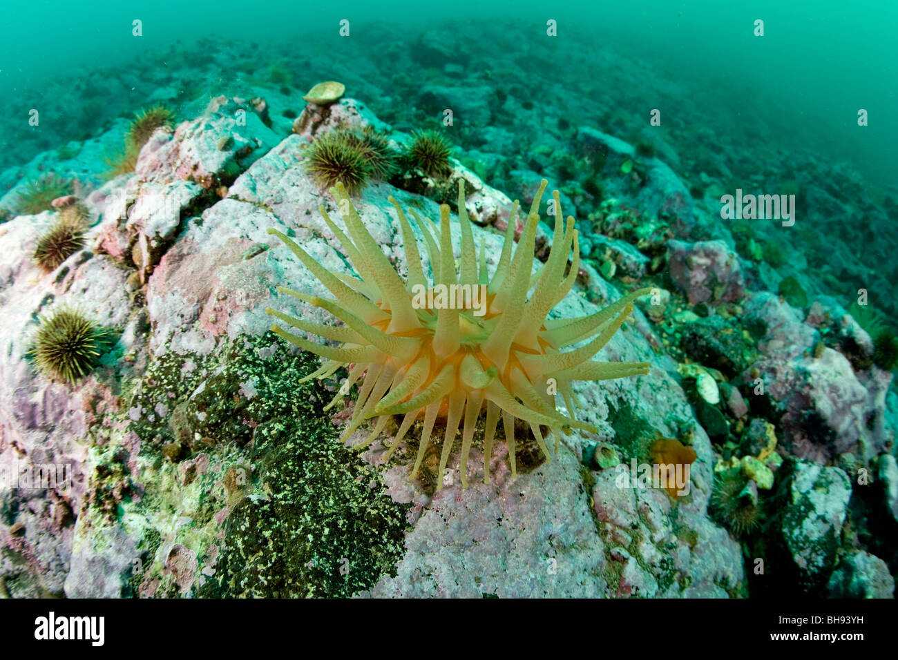 Seeanemone, Urticina Eques, Spitzbergen, Svalbard-Archipel, Norwegen Stockfoto