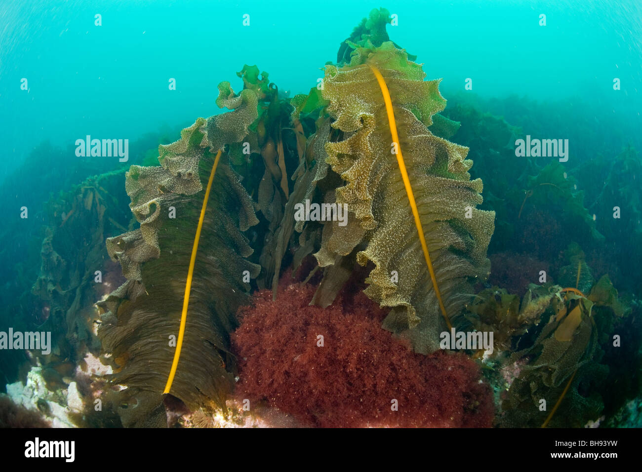 Kalten Wasser Kelpwald, Spitzbergen, Svalbard-Archipel, Norwegen Stockfoto