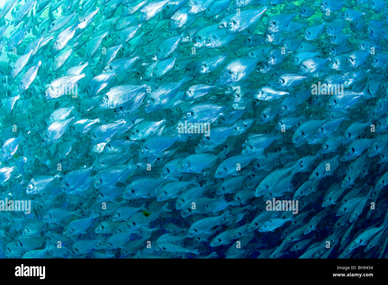 Fischzucht, Aqua-Kultur mit vergoldeten-Kopf Meer Brassen, Sparus Aurata, Ponza, Mittelmeer, Italien Stockfoto