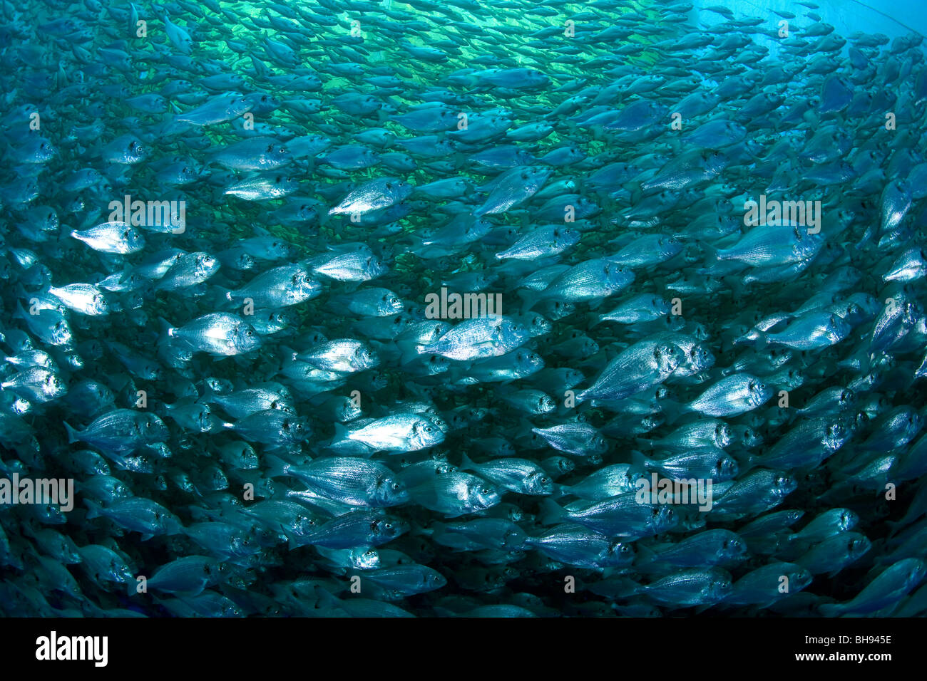 Fischzucht, Aqua-Kultur mit vergoldeten-Kopf Meer Brassen, Sparus Aurata, Ponza, Mittelmeer, Italien Stockfoto