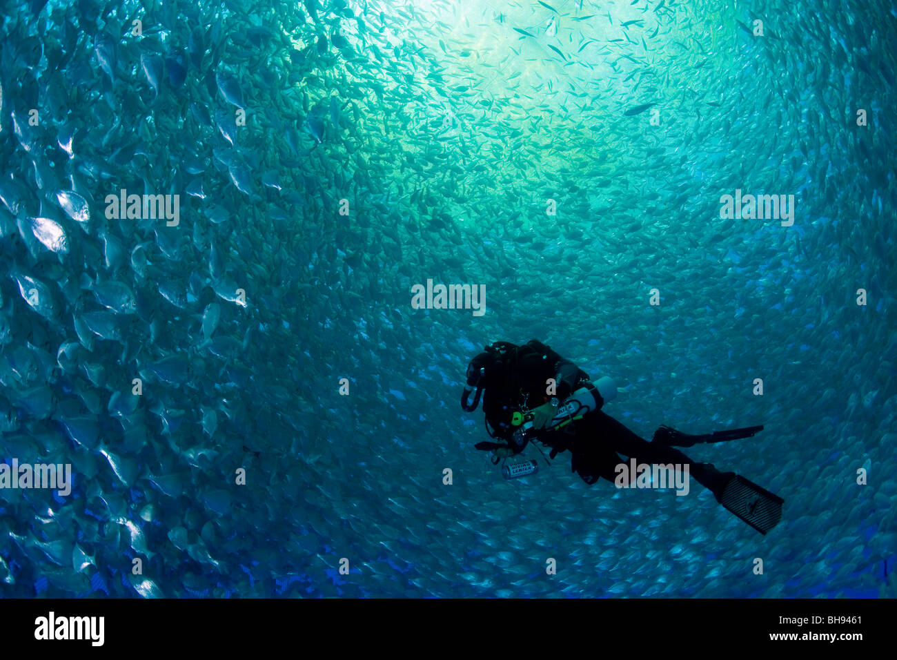 Taucher in Fish Farm Meer Käfig, Aqua-Kultur mit vergoldeten-Kopf Meer Brassen, Sparus Aurata, Ponza, Mittelmeer, Italien Stockfoto