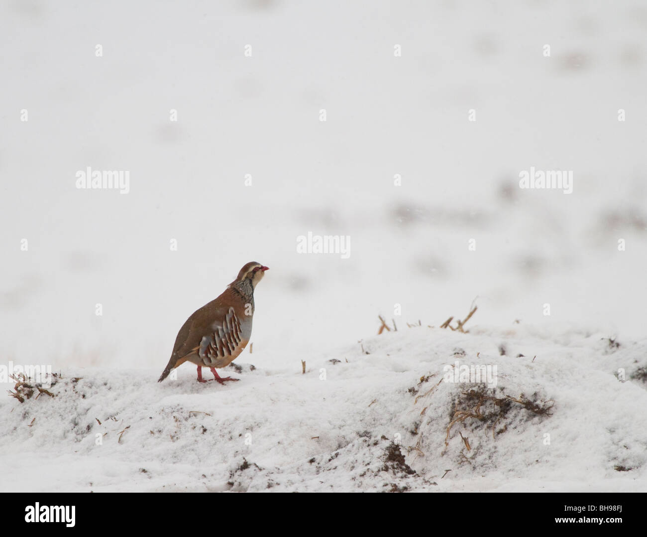 Rothühner, Alectoris Rufus, Fütterung in einem schneebedeckten Feld, Perthshire, Schottland Stockfoto