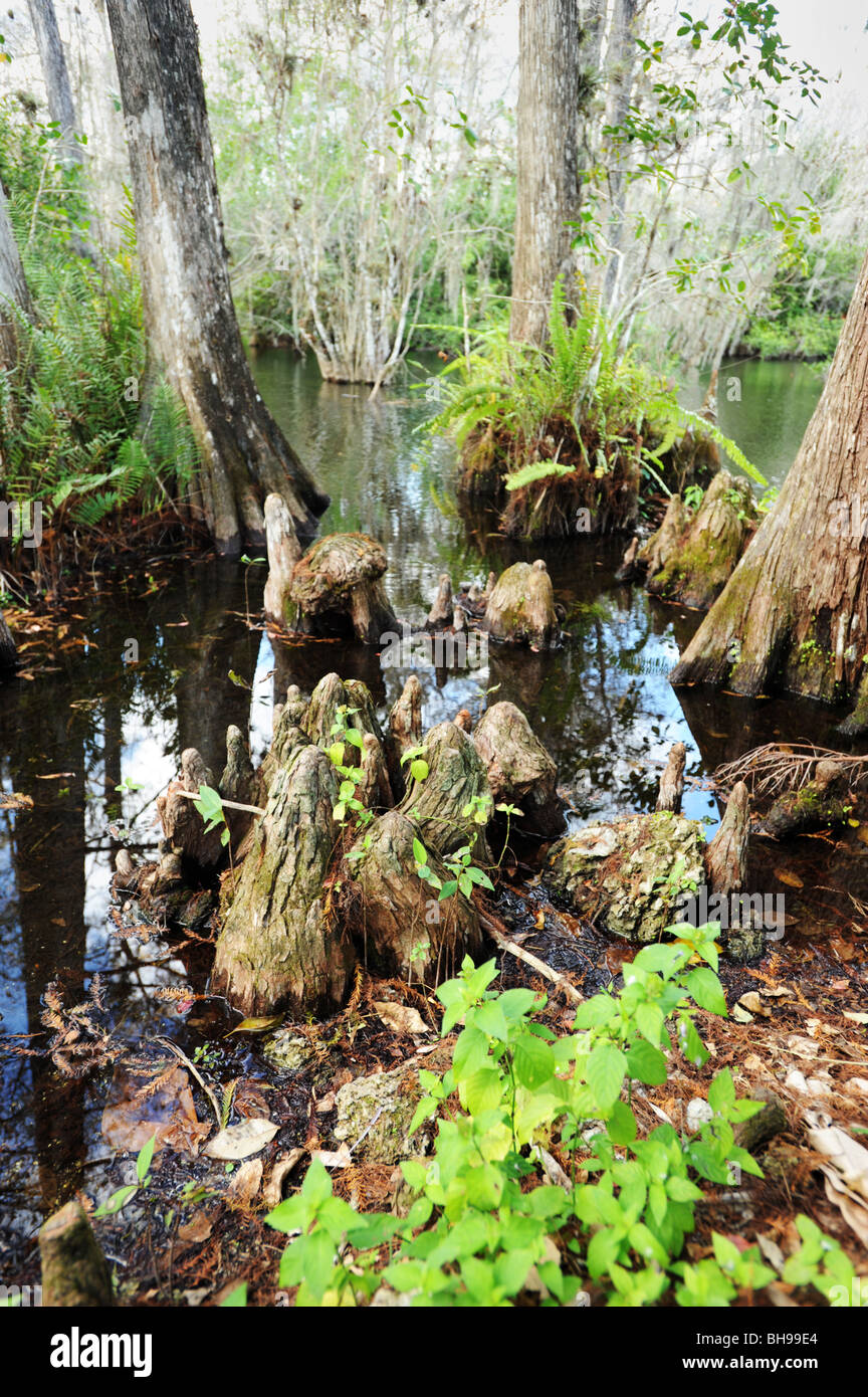 Bäume und Baumstümpfe in den Sumpfgebieten von Florida Everglades USA Stockfoto