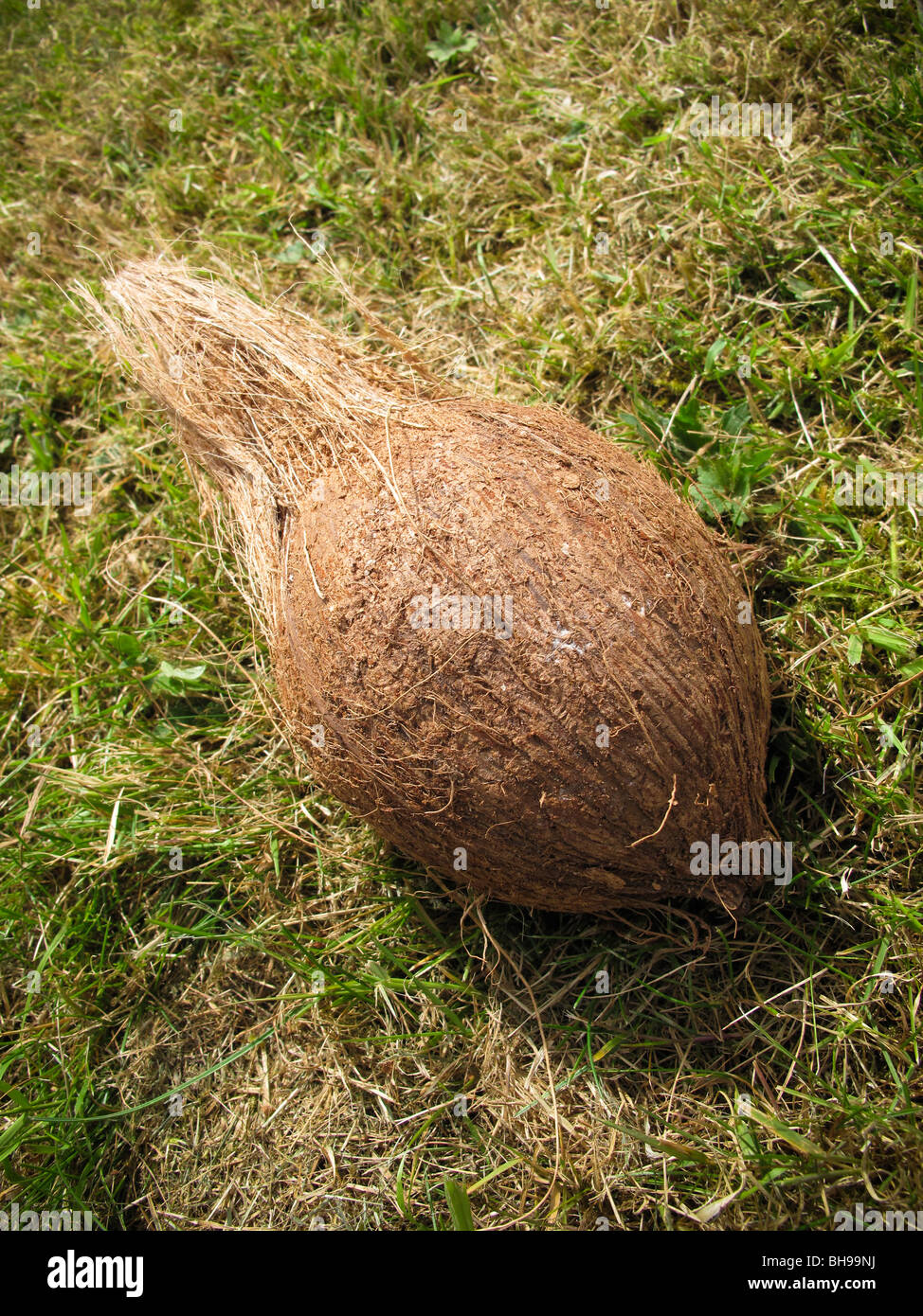 Kokosnuss auf Rasen Stockfoto