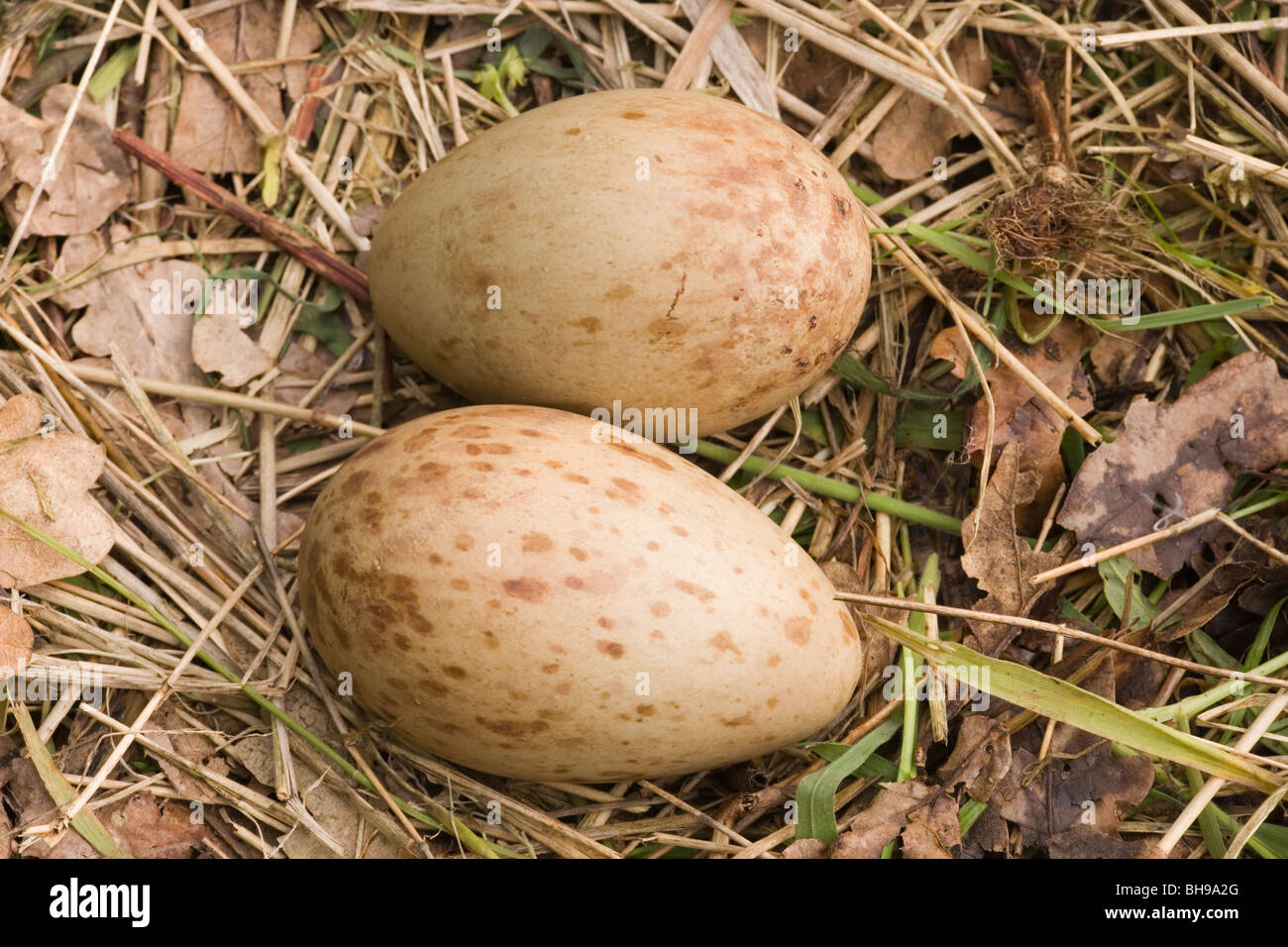 Gemeinsame oder eurasischer Kranich (Grus Grus). Gelege mit zwei Eiern auf ein Nest. Stockfoto