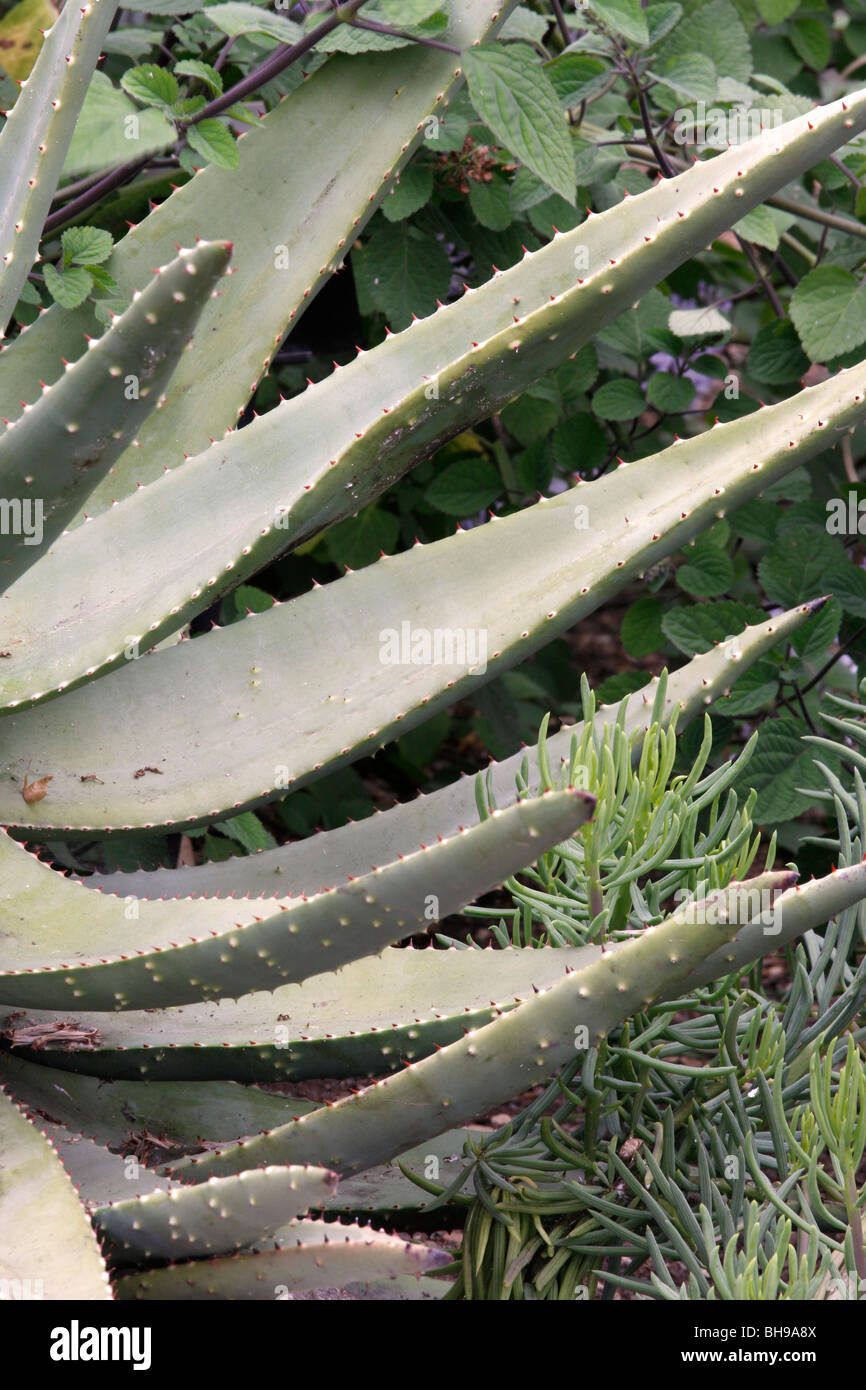 Aloe-Pflanze Bltter mit spitzen Stacheln Stockfotografie - Alamy