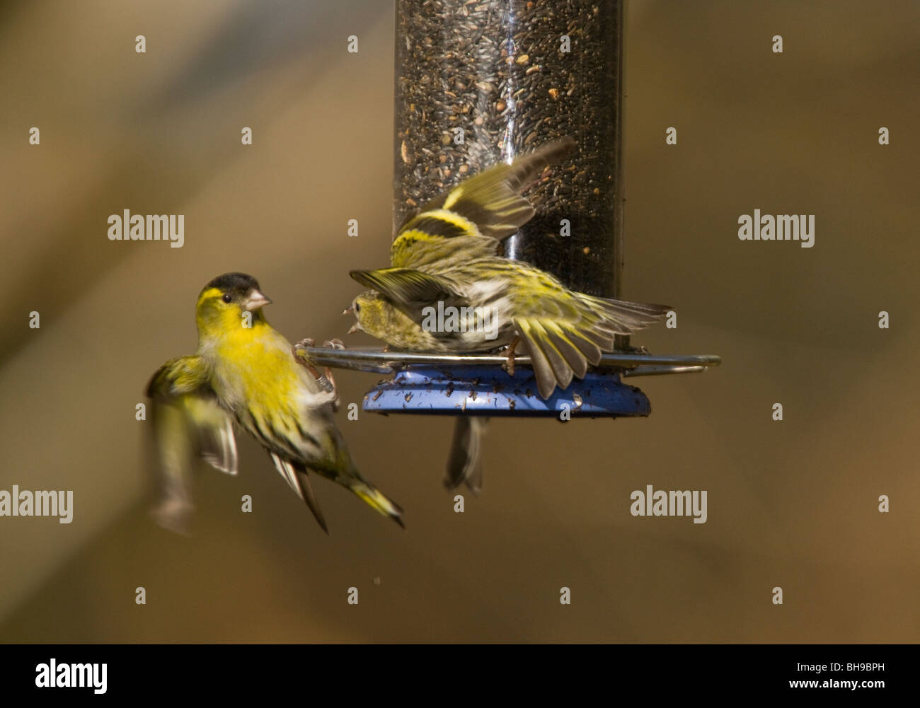 Zeisige Zuchtjahr Spinosa am Feeder, Aggression zeigen; Hampshire Stockfoto