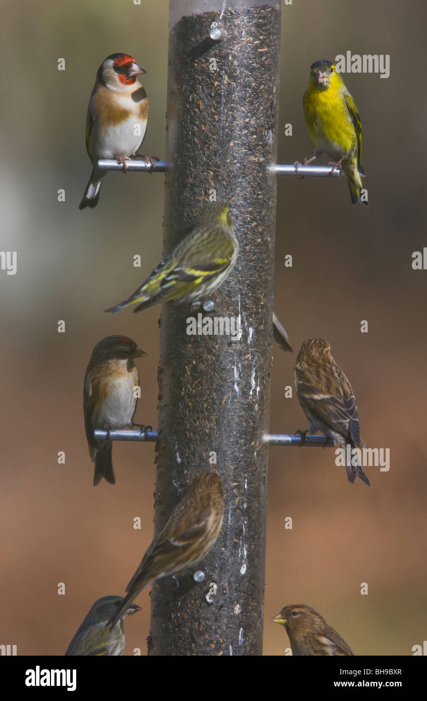 Gut gebrauchte Vogelhäuschen! Niger Samen Zuführung von Zeisige, Birkenzeisige und Stieglitz besucht. New Forest, Hampshire Stockfoto