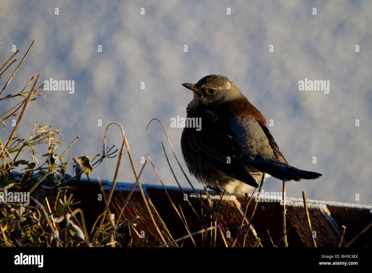 Wacholderdrossel, Turdus Pilaris, am Gartenzaun im Winter Alyth, Perthshire, Schottland Stockfoto