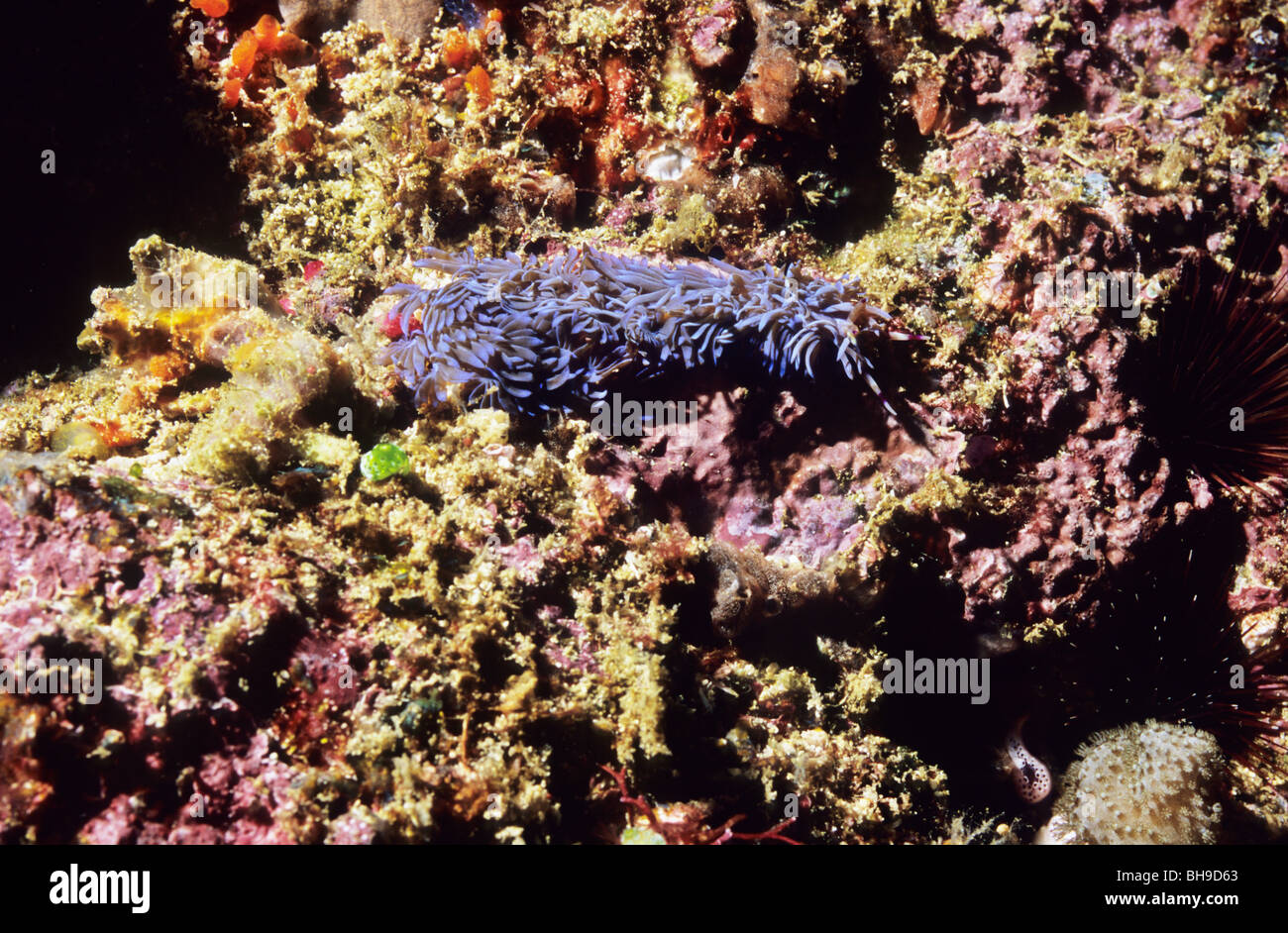 Blue Dragon Nacktschnecken. Pteraeolidia Ianthina. Seeschnecke. Komodo National Park. Indonesien. Stockfoto