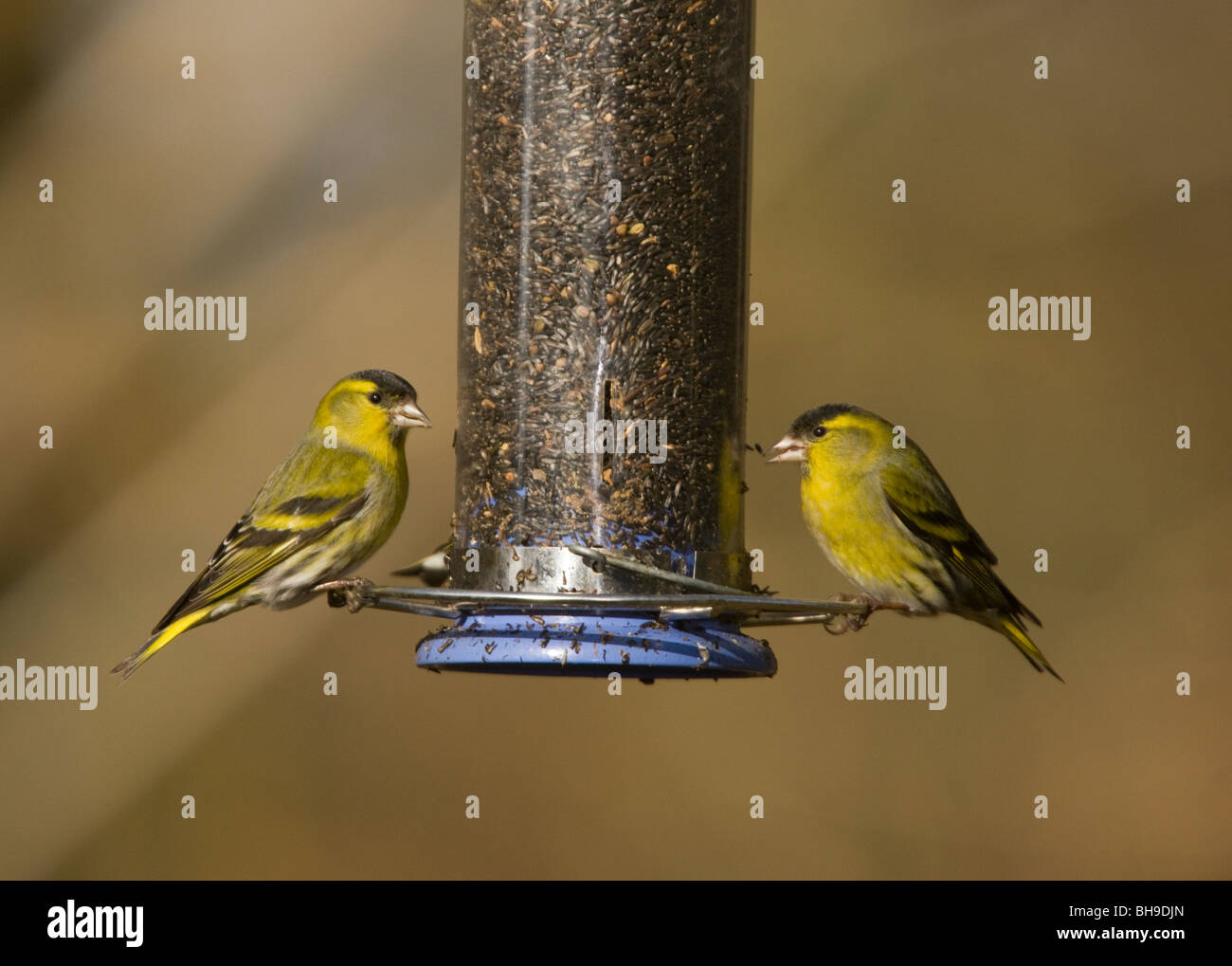 Zwei männliche Zeisige Zuchtjahr Spinosa am Feeder; Hampshire Stockfoto