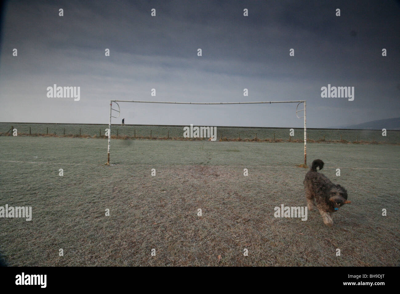 Ein Hund spielt auf einem gefrorenen Fußballplatz Stockfoto
