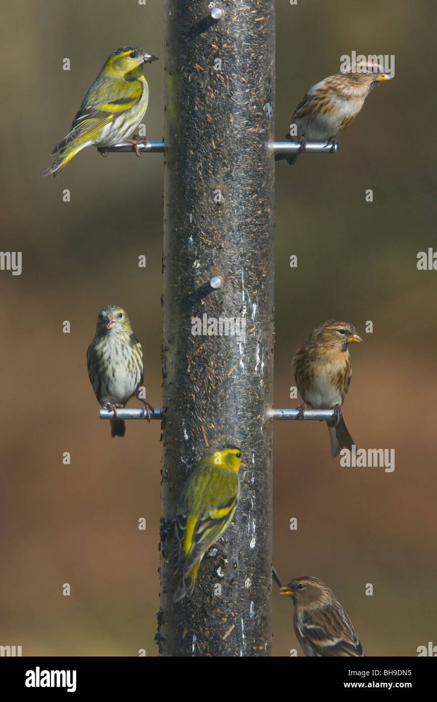 Gut gebrauchte Vogelhäuschen! Niger Samen Zuführung von Zeisige und Birkenzeisige besucht. New Forest, Hampshire Stockfoto