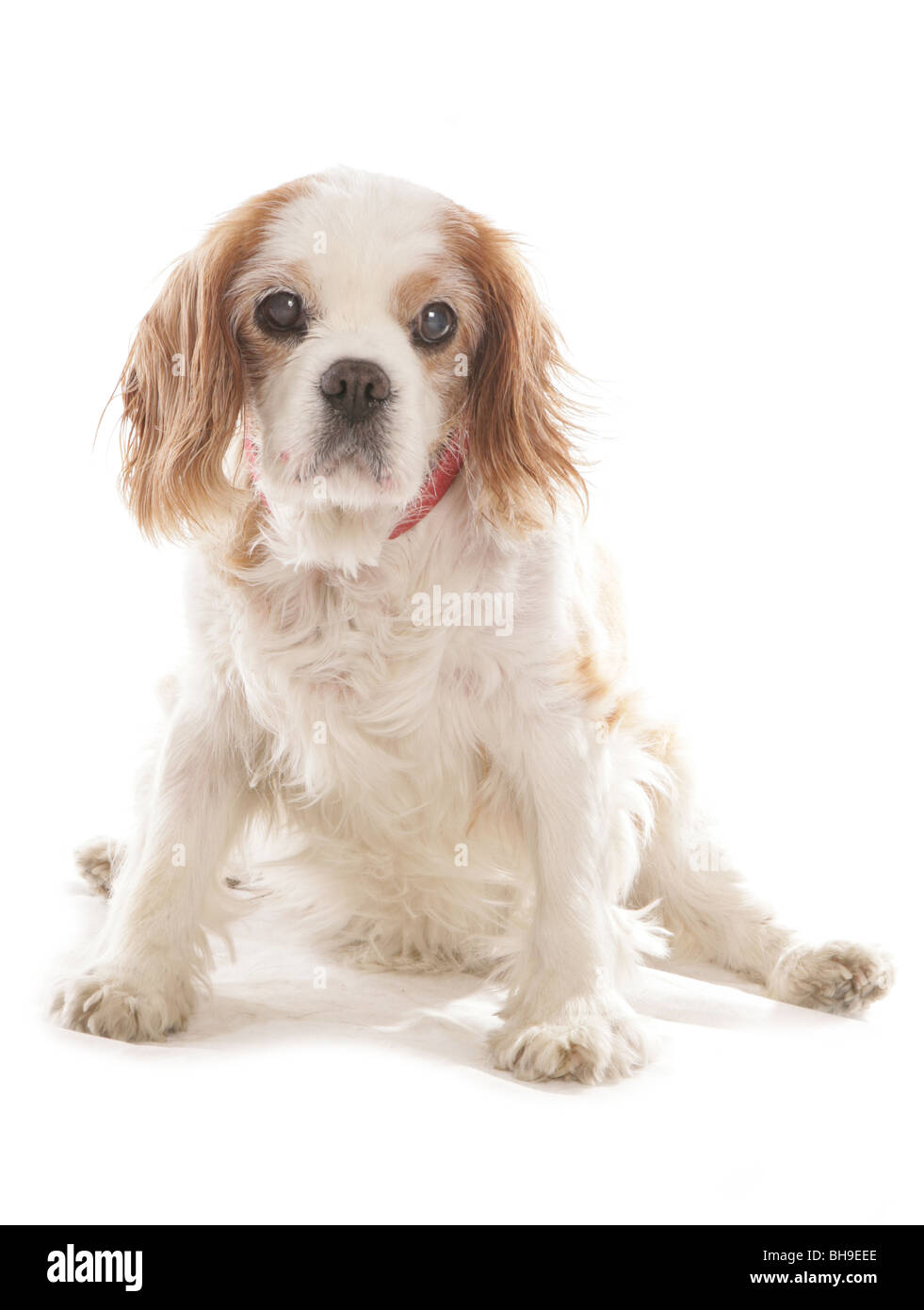 Cavalier King Charles Spaniel Hund einzigen erwachsenen Weibchen sitzen Studio Stockfoto