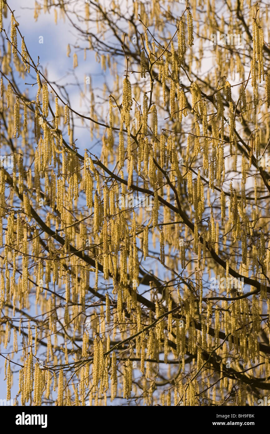 Hasel (Corylus Avellana). Männlichen Kätzchen oder "Lambstails", auf eine Hecke wächst der Baum. März. Frühling. Stockfoto
