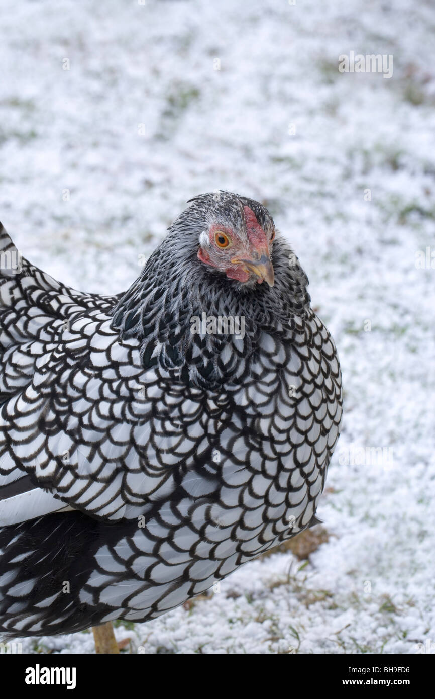 Silber-geschnürt Wyandotte Hausgeflügel (Gallus Gallus). Geflügel. Hen oder weiblich. Hintergrund-Schnee und Hagel mit Steinen. Stockfoto