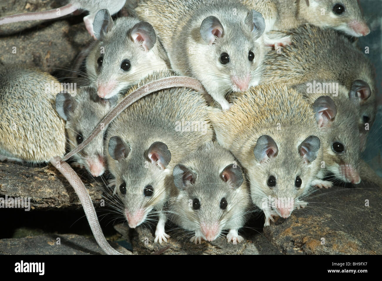 Türkische stachelige Mäuse (Acomys Cilicicus). Stockfoto