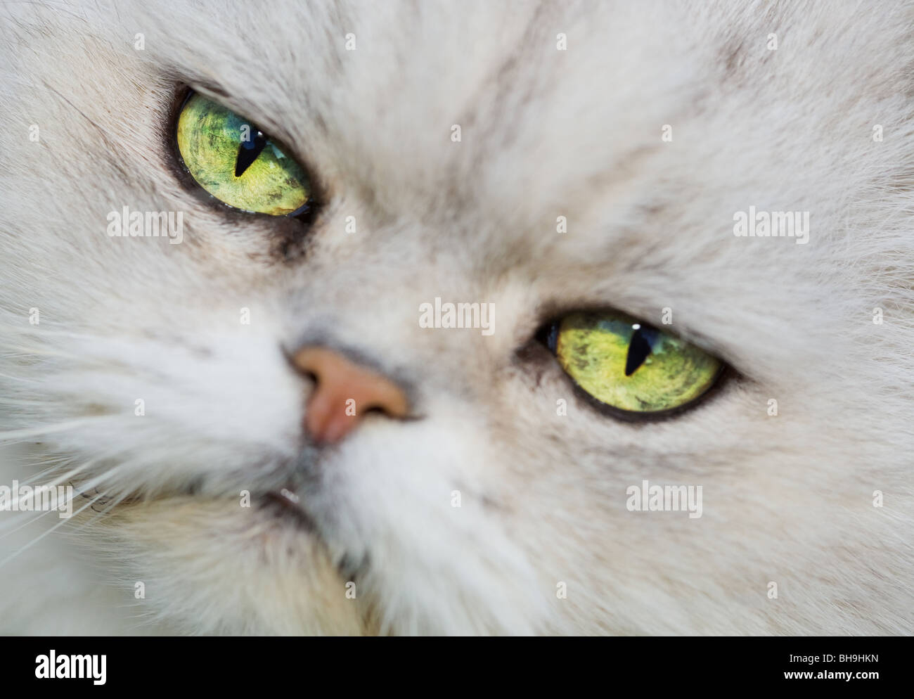 Das Gesicht einer weißen Persischer Chinchilla-Katze Stockfoto