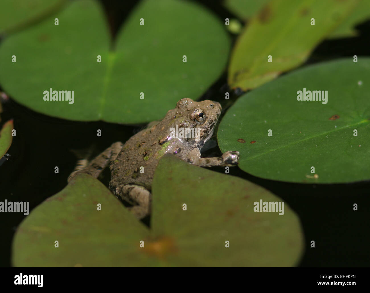 Blanchards Cricket Frosch Seerosenblatt Stockfoto