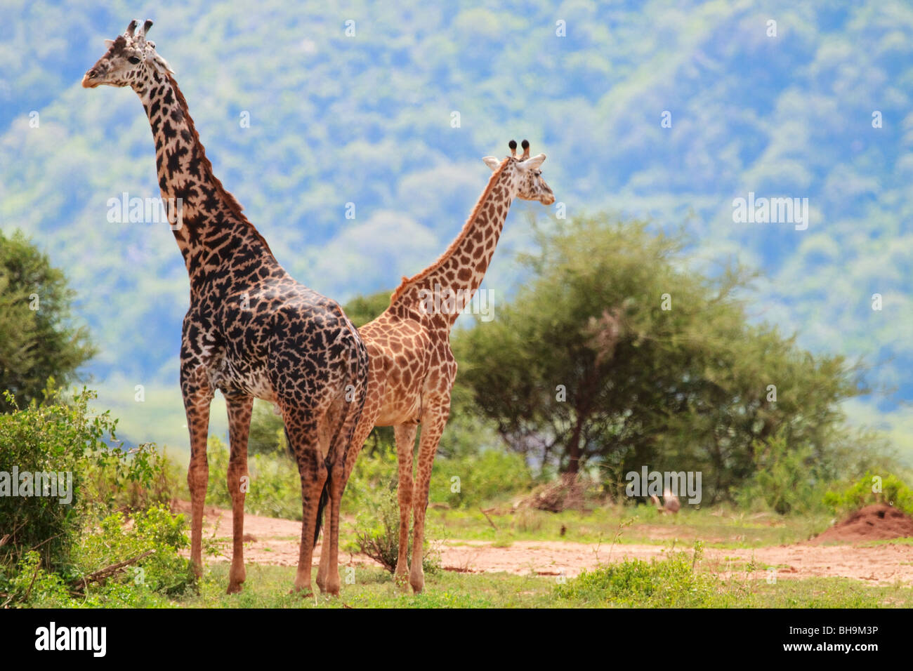 Giraffen Stockfoto