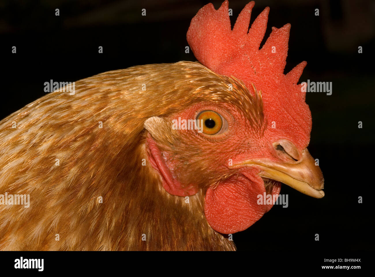 Huhn (Gallus Gallus Domesticus) Stockfoto