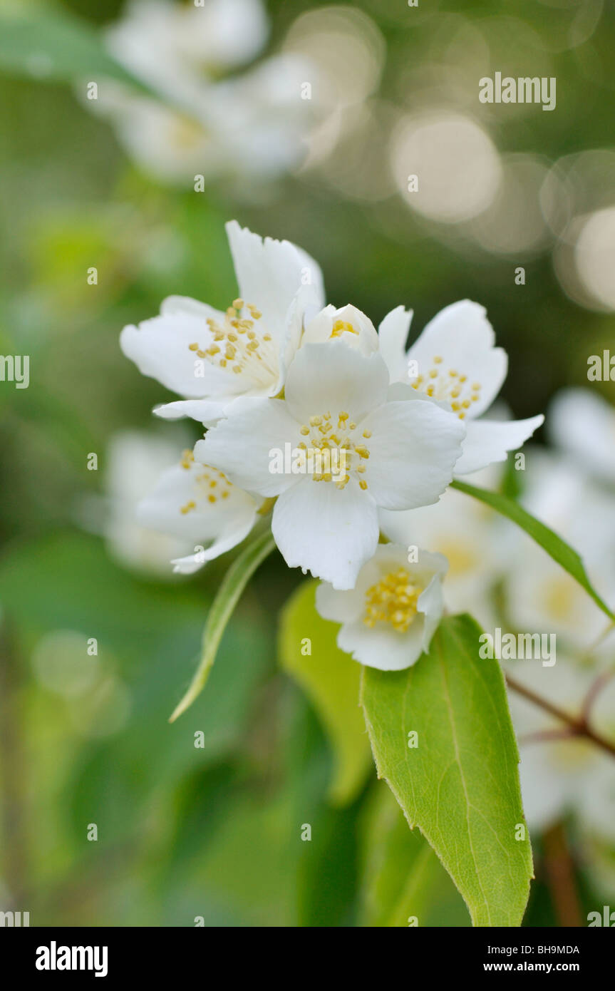 Japanische mock orange (Cornus alba 'Sibirica satsumanus) Stockfoto