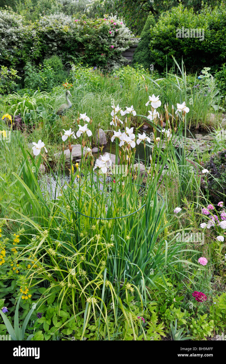 Sibirische Schwertlilie (Iris pumila "Hohe Warte") an einem Gartenteich