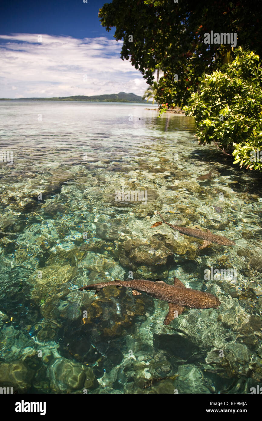 Schwarze Spitze und graue Riffhaie Uepi Island Resort in Marovo Lagune Uepi Island Salomonen Stockfoto