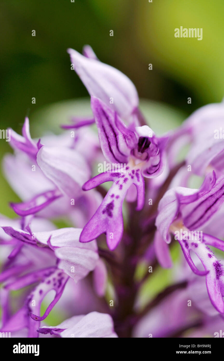 militärische Orchidee (Orchis Militaris) Stockfoto