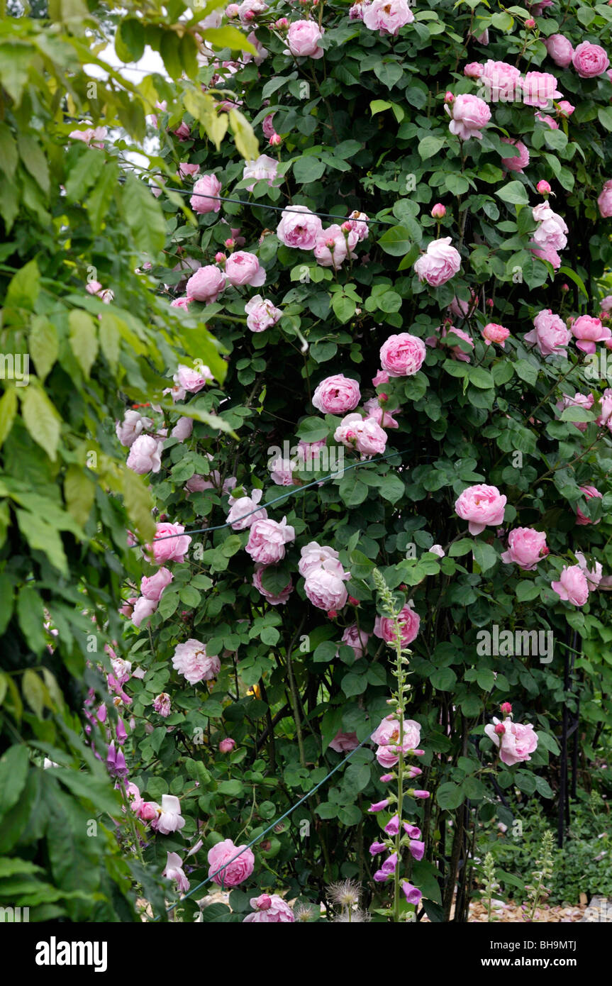 English Rose (rosa Constance Spry) Stockfoto