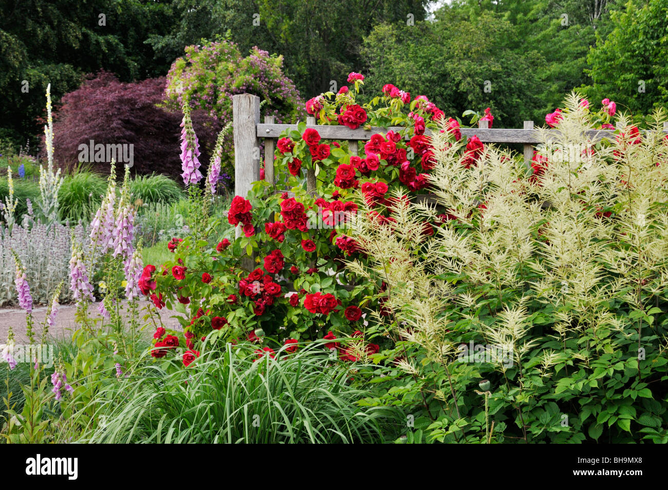 Klettern Rose (rosa Gruß ein Heidelberg), der Ziege Bart (aruncus) und gemeinsame Fingerhut (Digitalis purpurea) Stockfoto