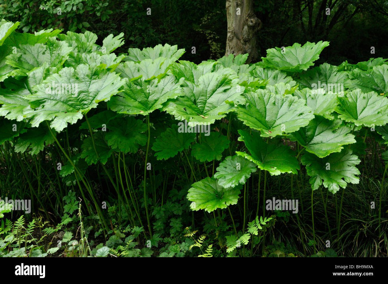 Shieldleaf (astilboides Tabularis) Stockfoto
