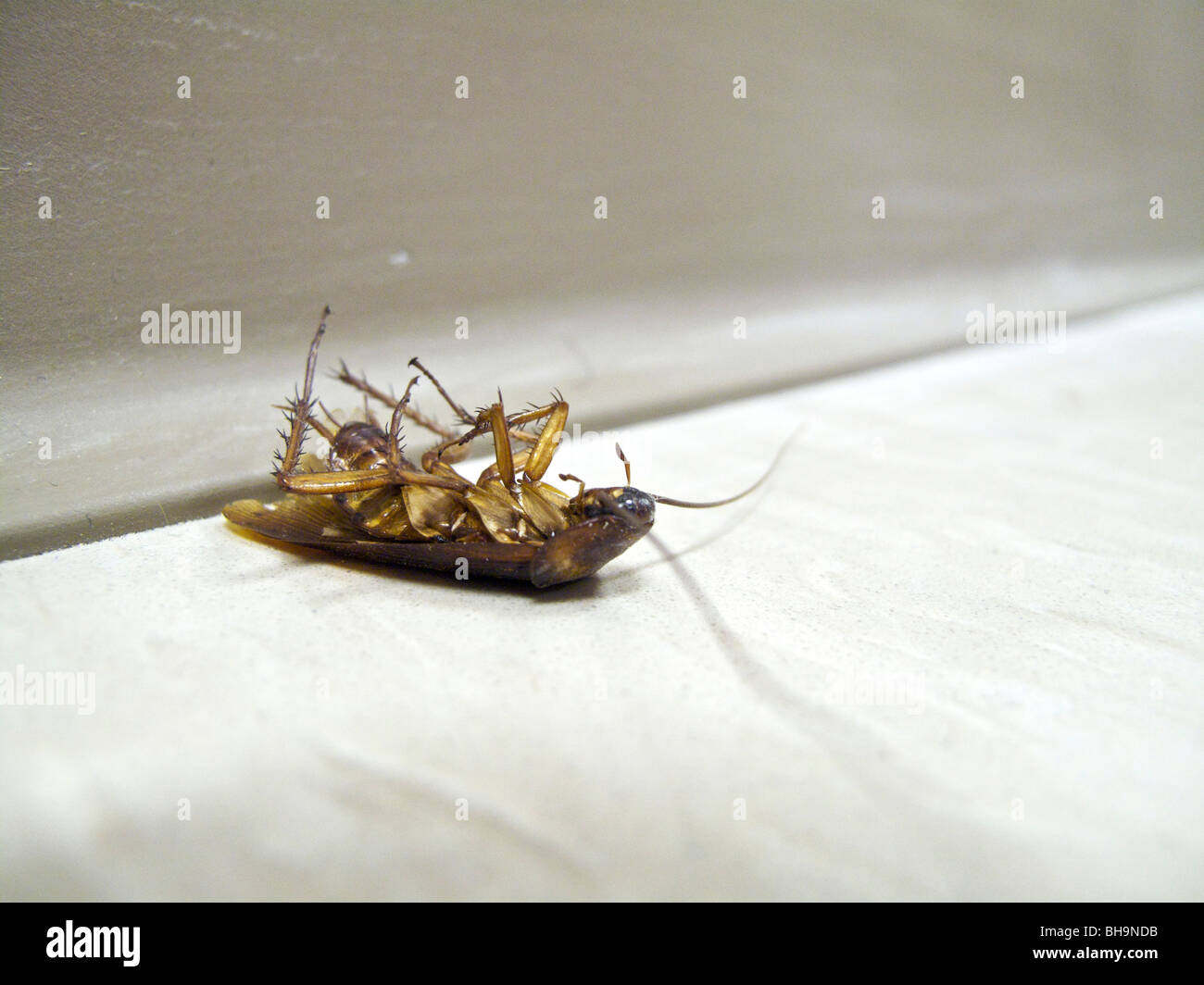 Tote Kakerlake im Stock in der Nähe von Fußleiste Stockfoto