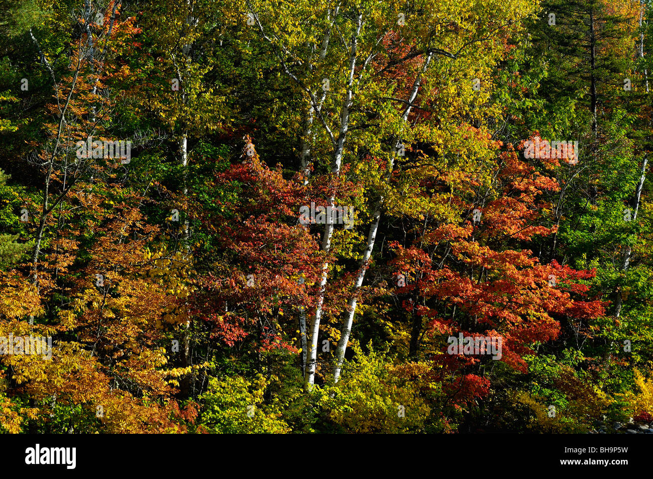 Morgenlicht und Herbst Farbe in der Nähe von Lincoln Woods Visitor Center im White Mountain National Forest Stockfoto
