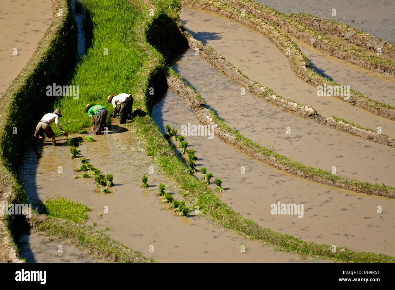 Bergvolk Männer Pflanzen Reis in der Provinz Yunnan China. Stockfoto