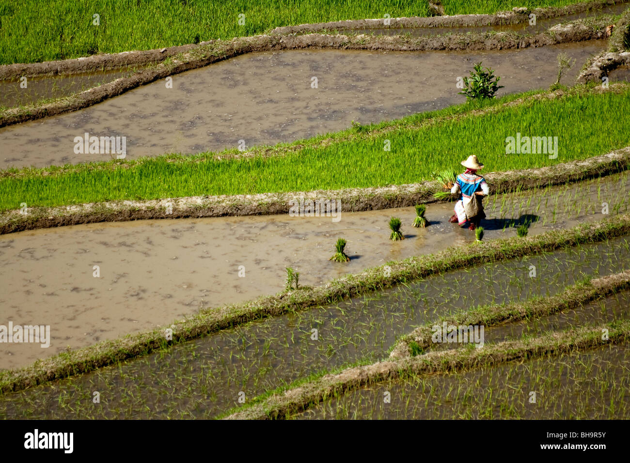 Bergvolk Frau pflanzt Reis in der Provinz Yunnan China. Stockfoto