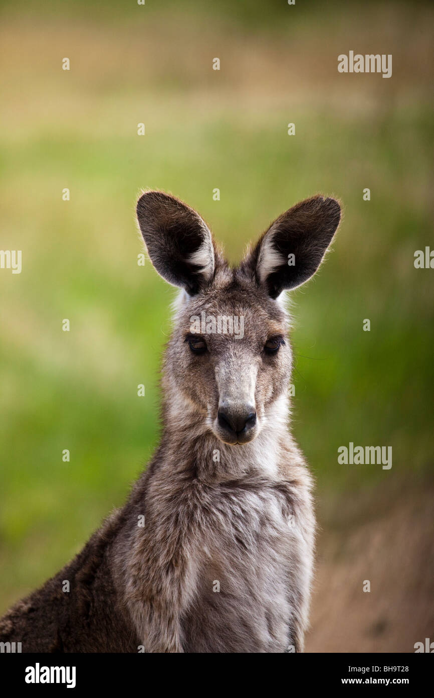 Östliche graue Känguru an Tom Groggins, Mount Kosciuszko-Nationalpark Stockfoto