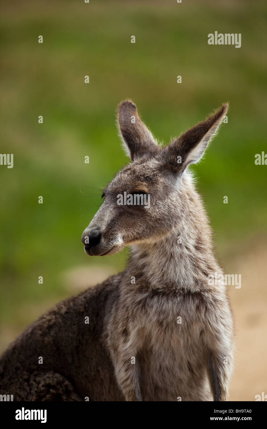 Östliche graue Känguru an Tom Groggins, Mount Kosciuszko-Nationalpark Stockfoto