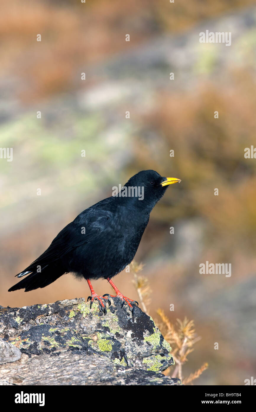 Alpine Alpenkrähe / Yellow-billed Alpenkrähe (Pyrrhocorax Graculus) thront auf Felsen, NP Gran Paradiso, Italien Stockfoto