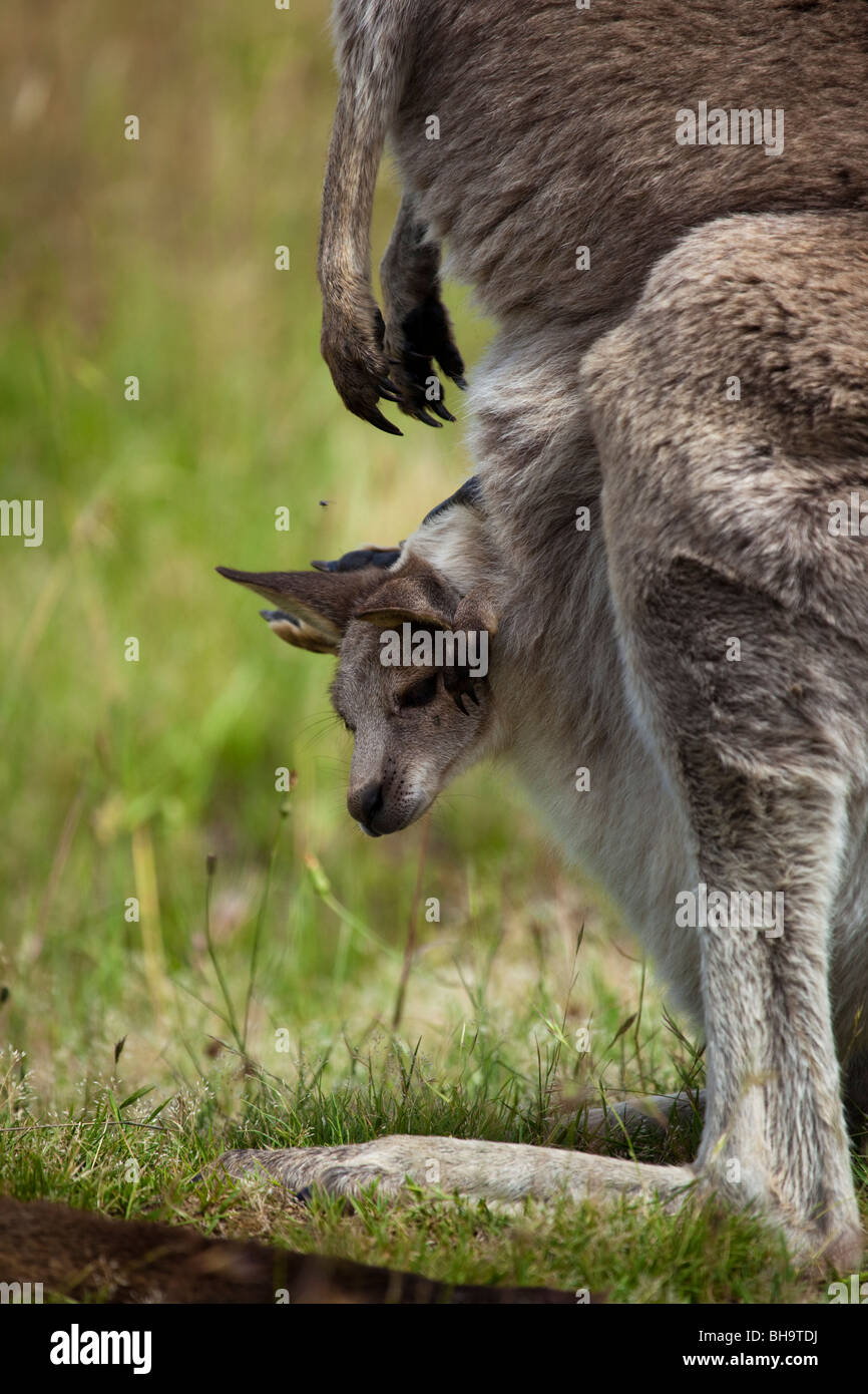 Östliche graue Känguru an Tom Groggins, Mount Kosciuszko-Nationalpark Stockfoto