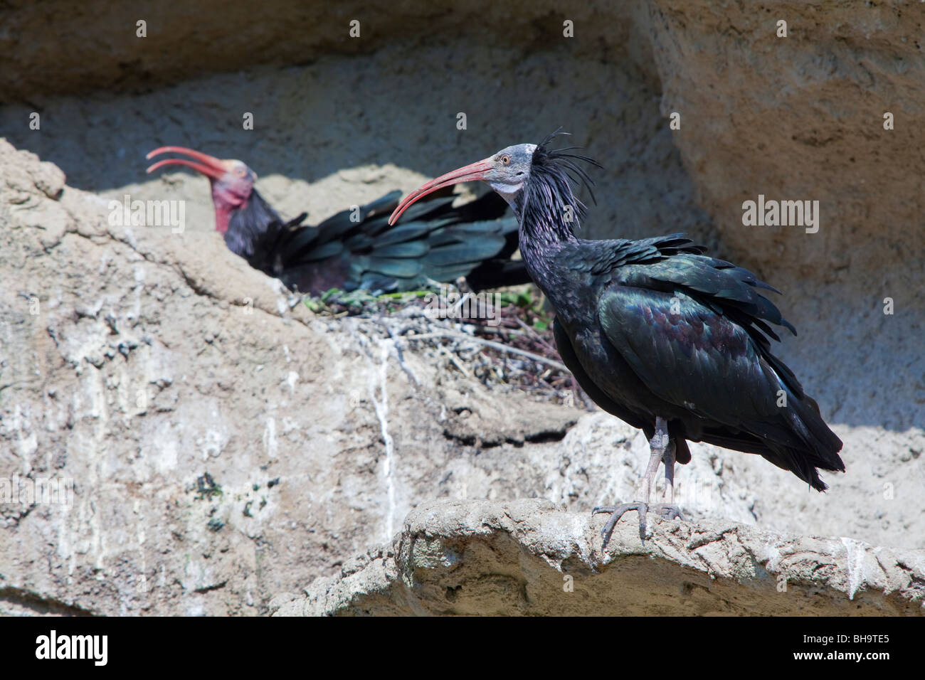 Nördlichen kahlen Ibisse, Einsiedler Ibis / Waldrapp (Geronticus Eremita) am Nest in Felsen stehen, in Gefangenschaft, Deutschland Stockfoto