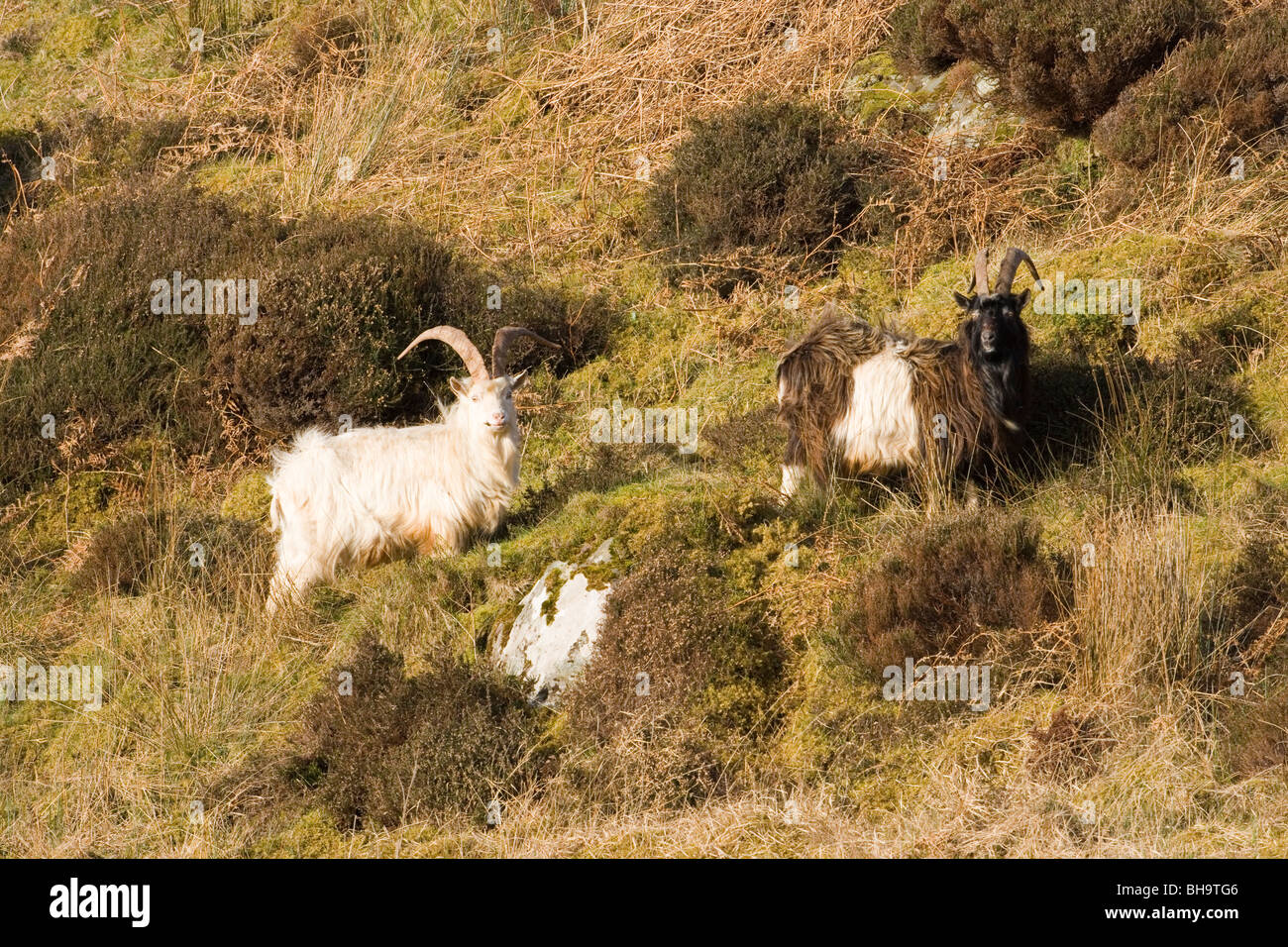 Wild, wilder, eingebürgerte Ziegen. Islay. Schottland. Stockfoto