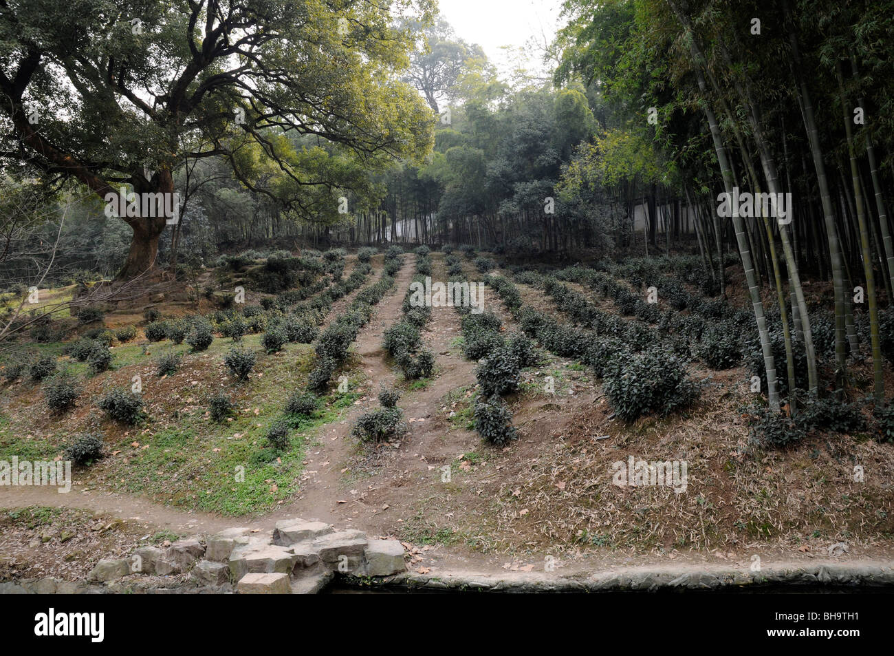 Teepflanzen und Bäume, Hangzhou, China Stockfoto